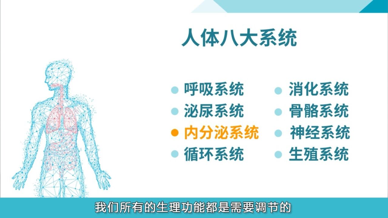 【人体八大系统】⑦认识你的内分泌系统_高清