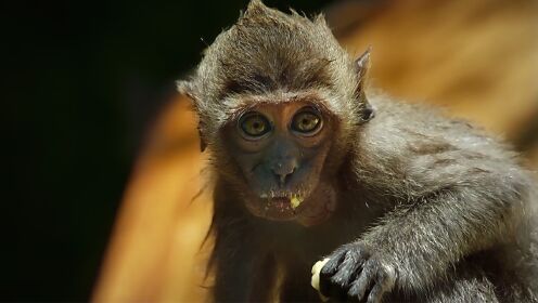 如果猴子学会赶海，这样的画风冲击力十足，纪录片：野性泰国