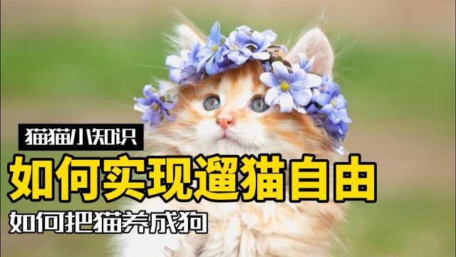 保姆级遛猫攻略!如何教你把猫养成狗~