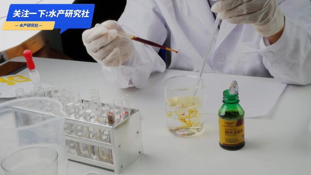 水产养殖中常用的VC您真的了解吗?使用中如何把握用法用量?