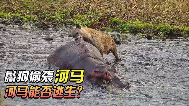 两只鬣狗疯狂捕猎现场!大河马毫无反抗能力,最后也未能幸免