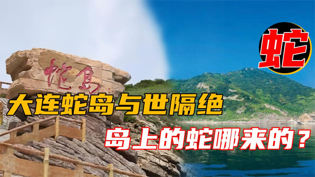 远离大陆的海岛,却隐藏近2万条毒蛇,大连蛇岛的蛇哪来的?