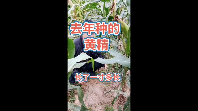 黄精的种植和管理