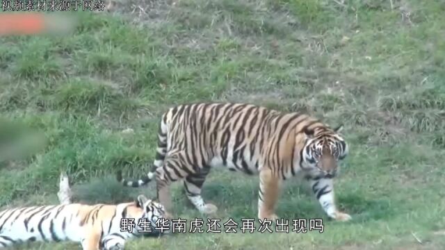 中国野生华南虎能够再出现吗?放虎归山18年,中国虎现状如何?