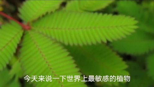 世界上最敏感的植物：含羞草，手指一触碰瞬间合拢，可以预测地震