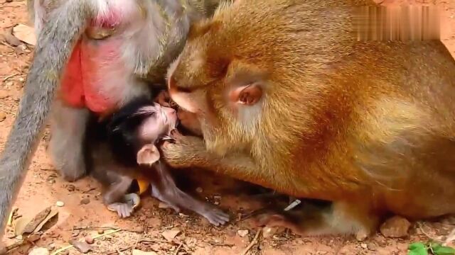 查理太小了,美猴过来暖心的一吻,猴妈恐吓美猴!