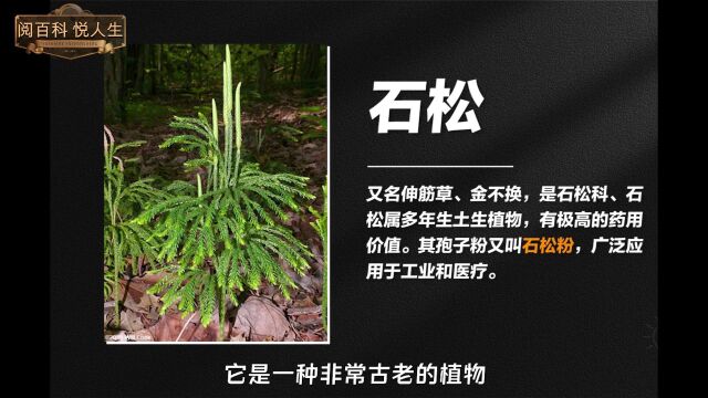 不仅滴水不沾,还能做引擎燃料,石松粉是什么神奇植物?1