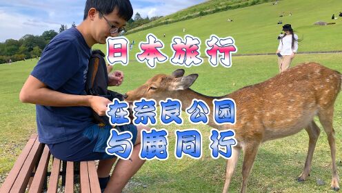 在日本奈良被鹿踹了一脚，还追着我抢饼干：这是“成精”了吗？