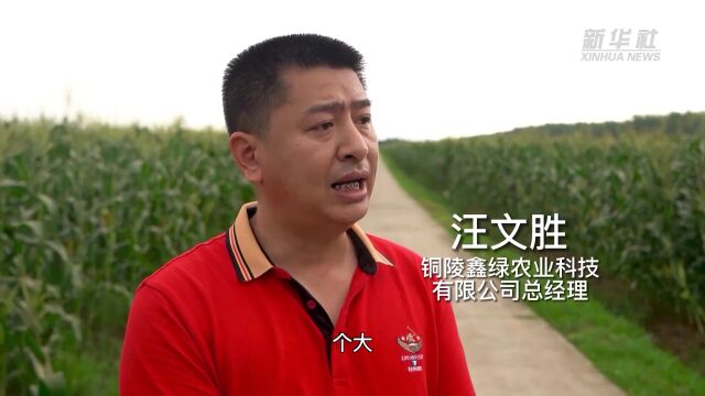 安徽铜陵:水果玉米迎丰收