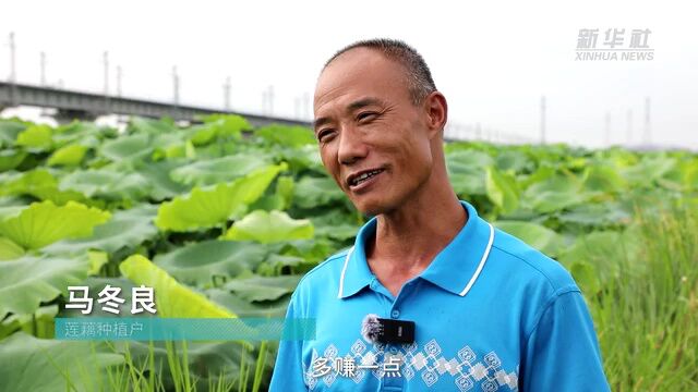 新华全媒+|莲藕种植户马冬良:在转型中增收