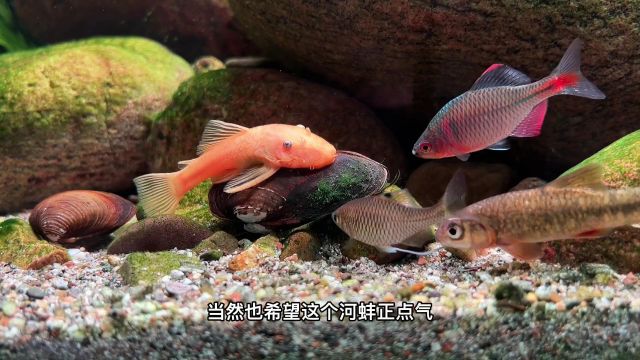 神奇的大自然中有很多生物都是共生关系