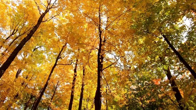 秋去春来,谁怜曲院风荷,韶华白首,不过浮生一阙,秋天的来临,空气变得像硕果的清香