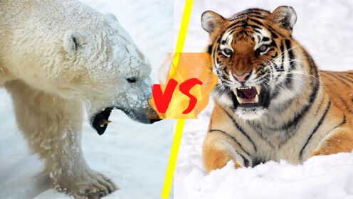 极地王者和百兽之王之间的斗争！北极熊和西伯利亚虎，谁能获胜？