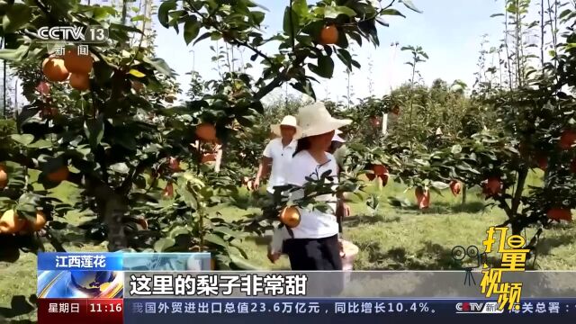 江西莲花:蜜梨飘香迎丰收,果农游客采摘忙