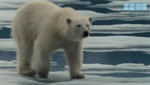 简直不敢相信，气候变暖竟逼的北极熊吃起了海象