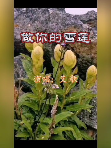 做你的雪莲