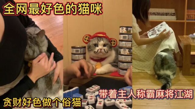 全网最好色的猫咪!贪财好色做个俗猫!带着主人称霸麻将江湖!