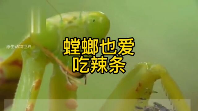 原来螳螂也爱吃辣条