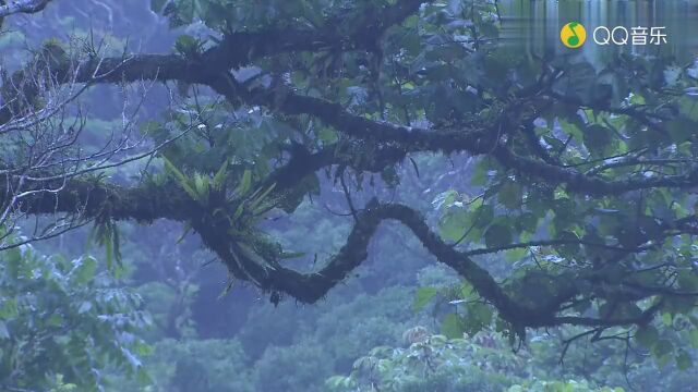 纯音乐《雨》,送来初秋的清凉