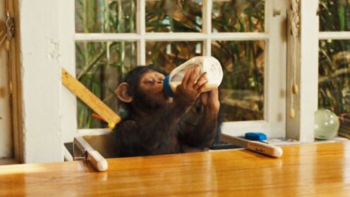 真实版猩球崛起！黑猩猩被当成人类养大，下场却十分悲惨！纪录片《尼姆计划》