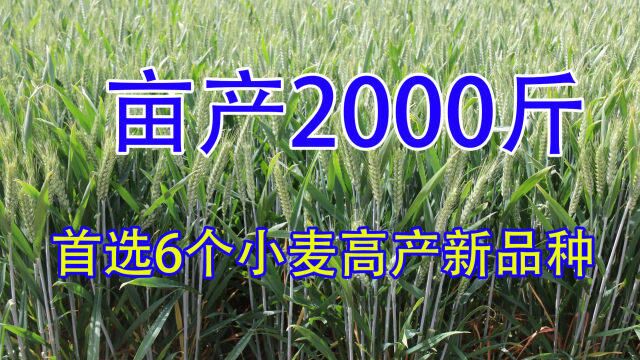 2022年首选这6个小麦高产新品种,亩产16002000斤,提前收藏