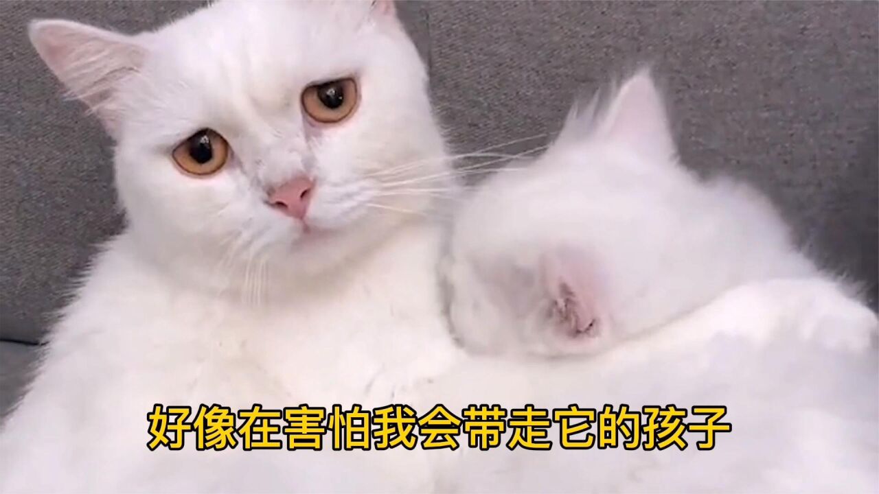 把我家猫咪的宝宝送人后，猫妈妈到处找孩子，母爱太伟大了！_高清1080P在线观看平台_腾讯视频