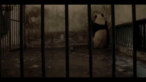 熊猫总动员：优优再次开始暴躁，还爬笼子，第二只幼崽就要降生了