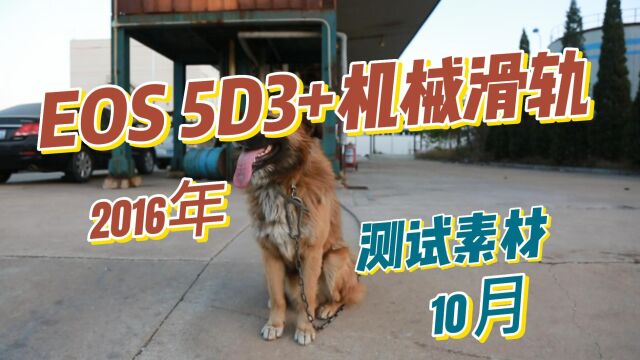 5D3 测试文件 小狗1