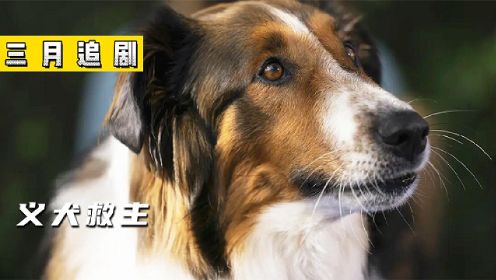 《义犬救主》流浪狗被警员领养成警犬，一人一狗多动症的默契
