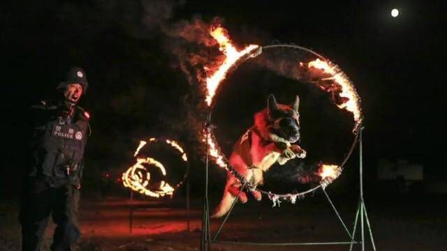 超帅!警犬夜训跳火圈,上演大片既视感