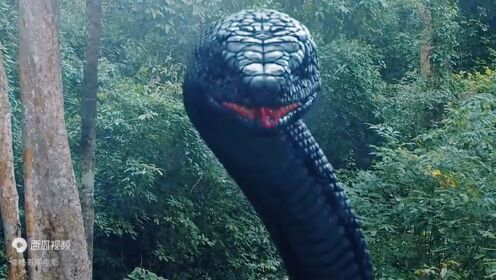 蛇灾：这条蛇真大啊  ！