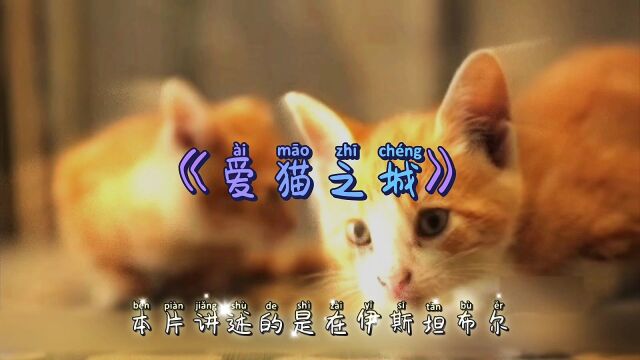 猫与人类的不寻常 一座城市与猫的故事