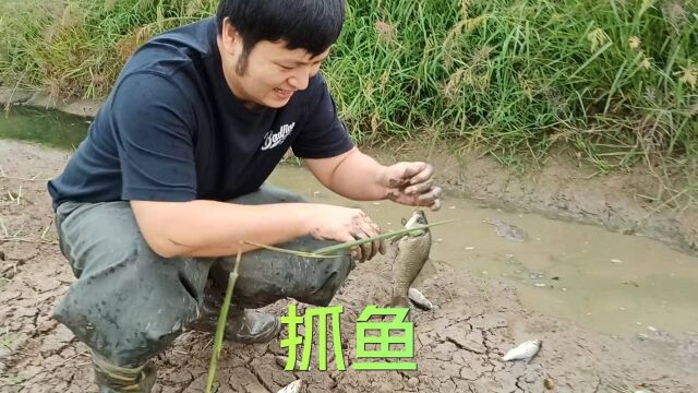 水沟干了抓鱼,大大小小的鲫鱼不少,感受到了抓鱼的乐趣