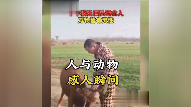 人与动物感人瞬间…万物皆有灵