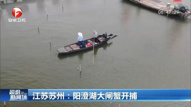 江苏苏州:阳澄湖大闸蟹开捕