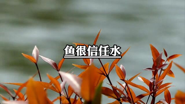 星辰情感文案