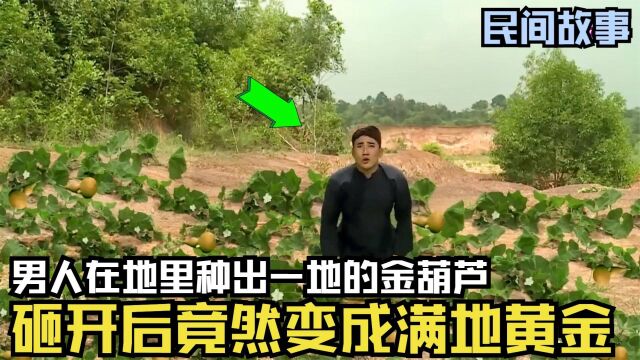 男人在地里种出一地的金葫芦,砸开后竟然变成满地黄金,太神奇了