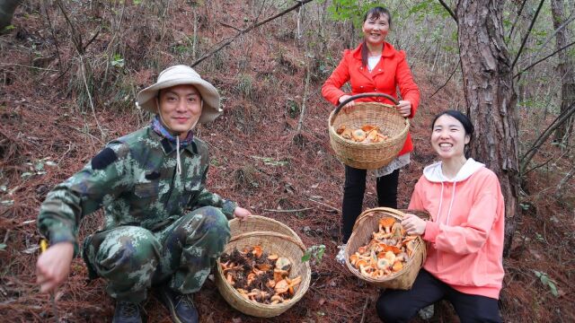 秋天的秦岭最后一场蘑菇盛宴,藏在松树底下的美味,松树菌丰收啦