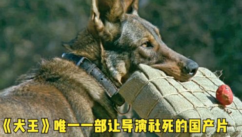 犬王：军犬为报国仇家恨，单挑一队日军，让他们成为太监闻犬色变