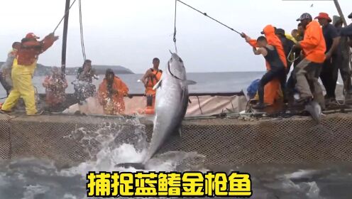 渔民为捕捉金枪鱼，利用渔网制作3千米陷阱，捕捉一百多条金枪鱼