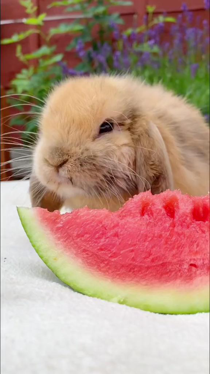 可爱小兔子吃西瓜,治愈视频_腾讯视频