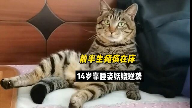 14岁狸花猫因睡姿妖娆走红,背后故事却如此励志