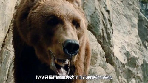 熊妈意外死亡小熊独自生存，善良的小熊感动了猎人和陌生的公熊，遭遇威胁时勇敢抵抗，