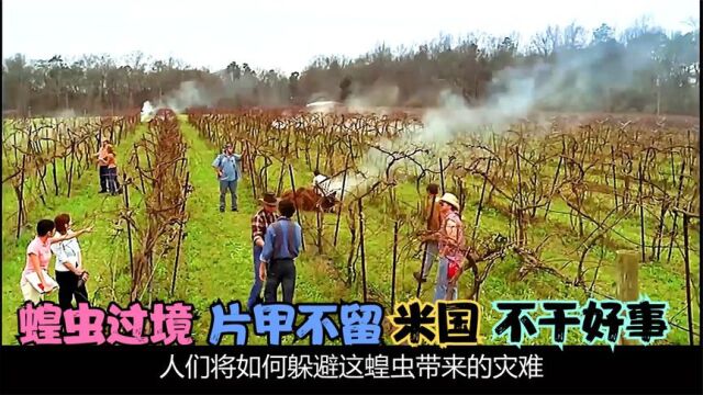 去天盖地的蝗虫!无所顾忌的!伤害人类!