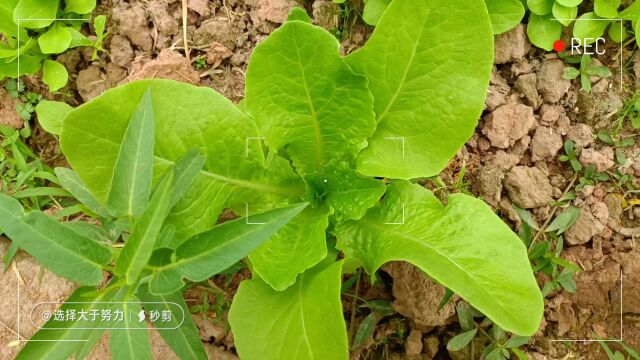 有辛勤的劳动付出,才会有不一样的收获