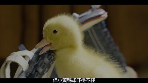 这是我见过最聪明的小黄鸭。 #光合计划 