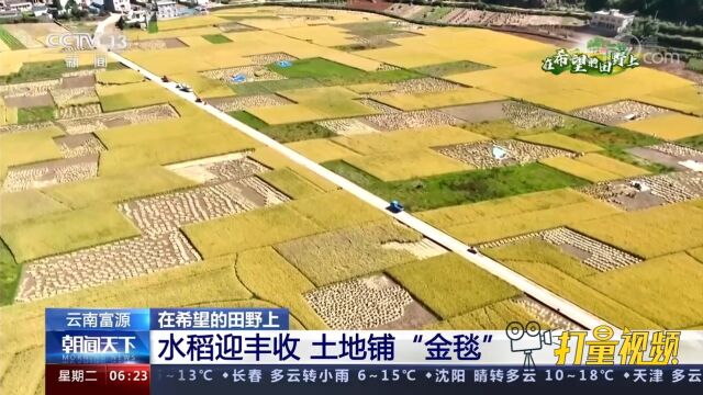 大地铺上“黄金毯”!云南曲靖富源县水稻迎丰收,村民忙收割