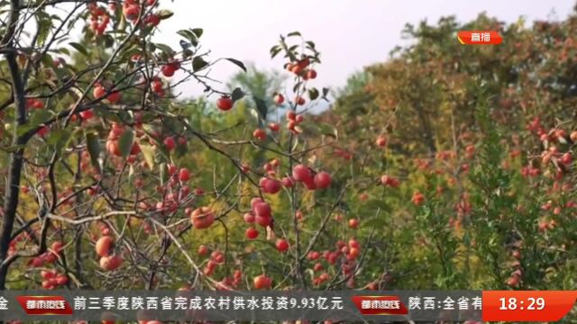 陕西西安:金秋柿子红 “甜蜜产业”助力乡村振兴