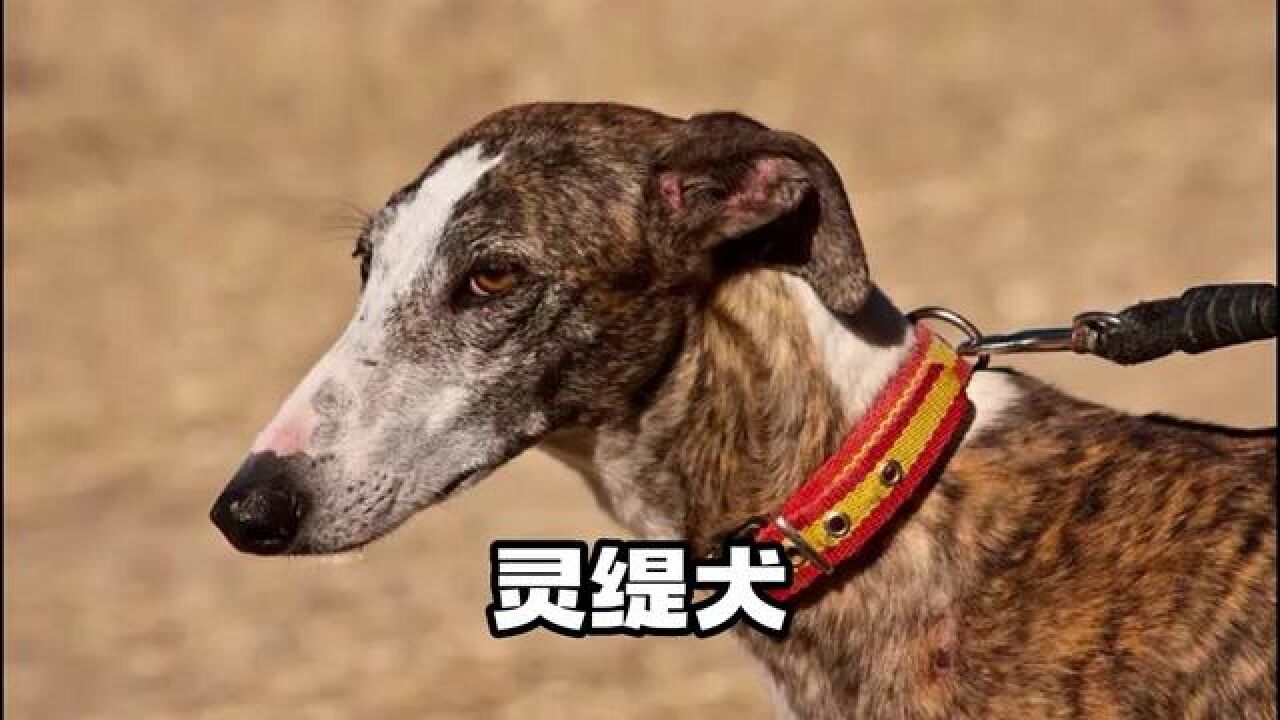 动如脱兔,静若处子,说的应该就是灵缇犬了吧#灵缇#灵缇犬#猎犬#护卫犬#工作犬_高清1080P在线观看平台_腾讯视频
