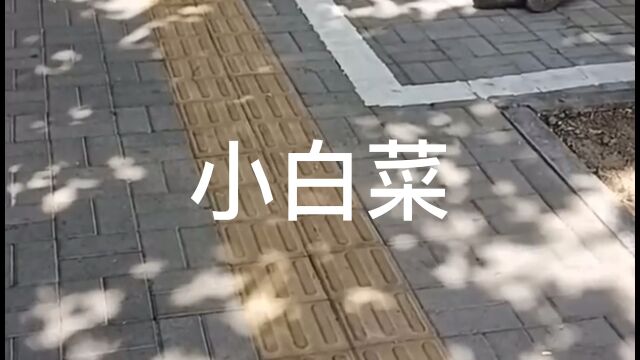 小白菜呀地里黄呀